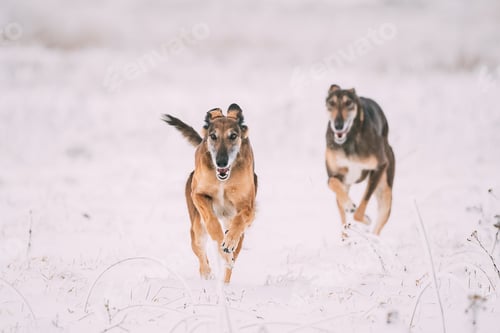 Preview: Two Hunting Sighthound Hortaya Borzaya Dogs During Hare-hunting
