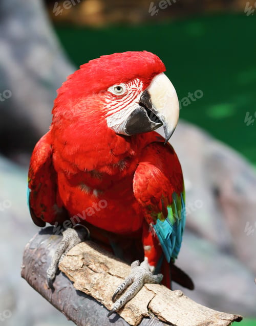 Preview: Red macaw