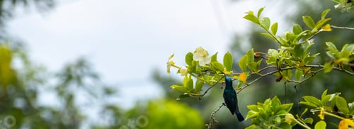 Preview: Loten's Sunbird sipping nectar in the garden.