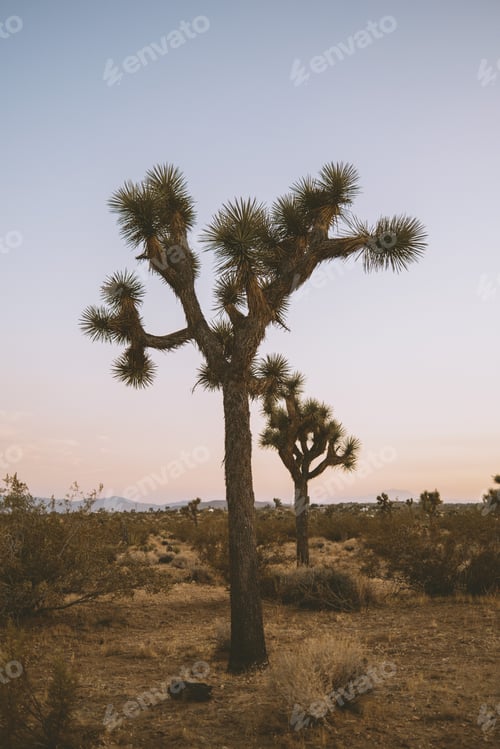 Preview: Joshua Tree in the Desert
