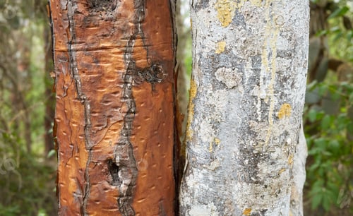 Preview: Close up photo of Opuntia galapageia and tree trunks