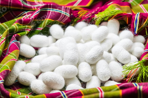 Preview: white silk cocoon, silky, fiber