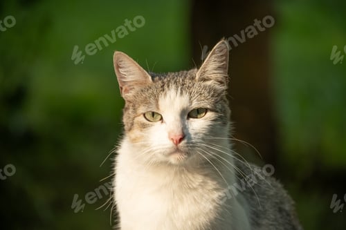 Preview: Close Up of Sitting Cat in Green Garden