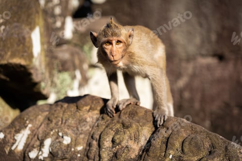 Preview: Curious monkey perched atop a rock in Angkor Wat, Cambodia