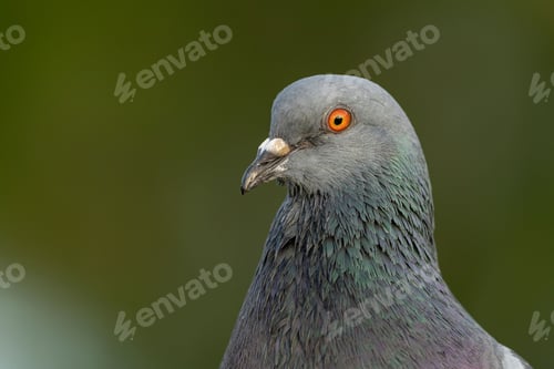Preview: Closeup shot of a grey-feathered pigeon.