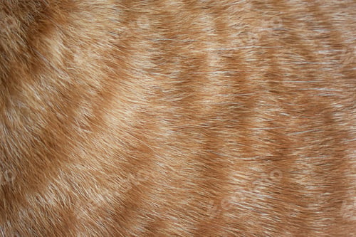 Preview: Ginger cat fur texture background.