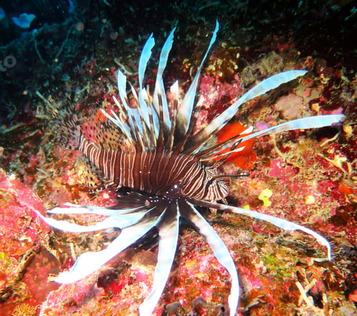 Preview: Amazing underwater world, Underwater world scene.