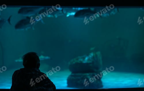Preview: Rear view of contemplative senior man observing tropical fish swimming in large blue aquarium