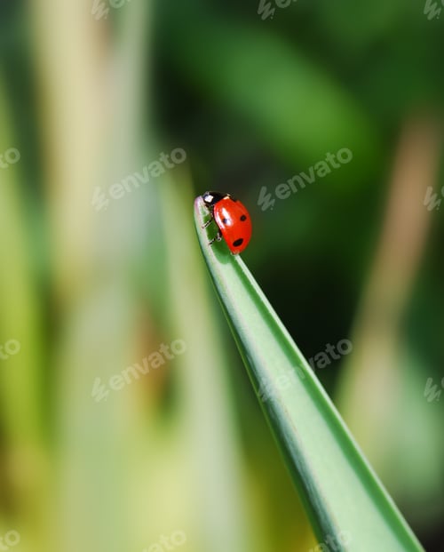 Preview: Ladybug