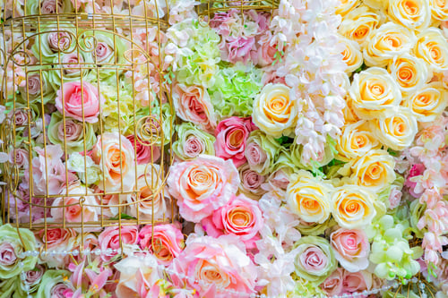 Preview: Rose pastel color for background or greeting card design, love concept