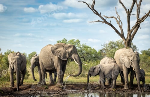 Preview: A breeding herd of elephants, Loxodonta africana, drinking at a dam.