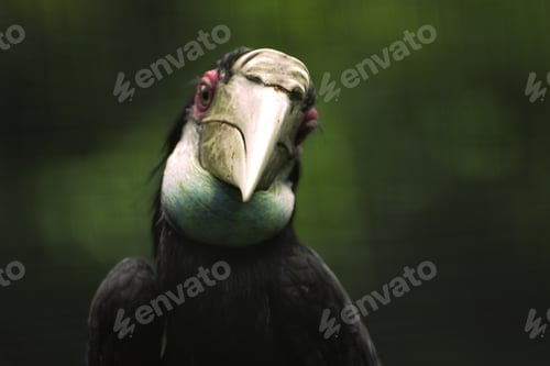 Preview: Beak Close up of The wreathed hornbill, Rhyticeros undulatus