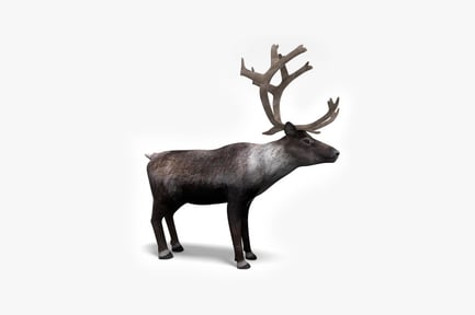 Preview: Reindeer with multitoned coat and distinct antlers