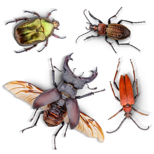 Preview: Beetles collection