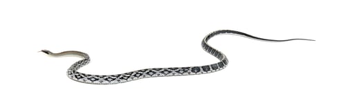 Preview: beauty rat snake, Elaphe taeniura, isolated on white