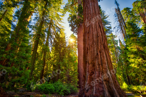 Preview: Glow In The Sequoias, General Grant Grove, Sequoia & Kings Canyon National Park