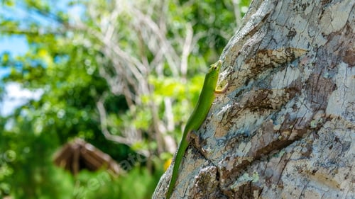 Preview: Emerald Lizard on Palm near Yenanas Homestay, Gam Island, West Papuan, Raja Ampat, Indonesia