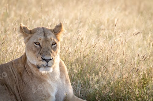 Preview: Close up of a female Lion in Chobe.