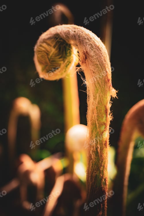 Preview: Firn Plant