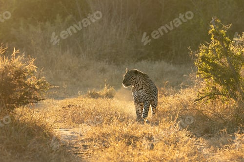 Preview: A leopard, Panthera pardus, walks through short grass, backlit, looking out of frame