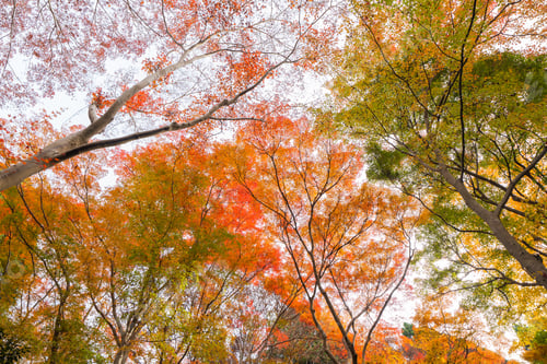 Preview: Red maple leaves or fall foliage in colorful autumn season, Yamanashi. Five lakes. Trees in Japan