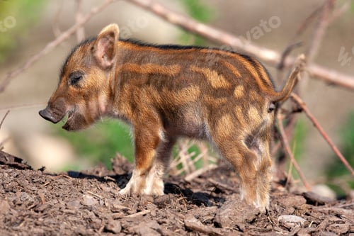 Preview: Young African Red River Hog (Potamochoerus porcus)