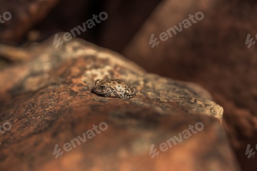 Preview: frog camouflaged on rock in the afternoon sun light
