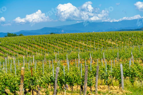 Preview: Vineyards of Monferrato near Gavi at springtime