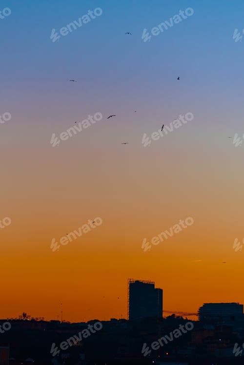 Preview: Birds in evening sky over city