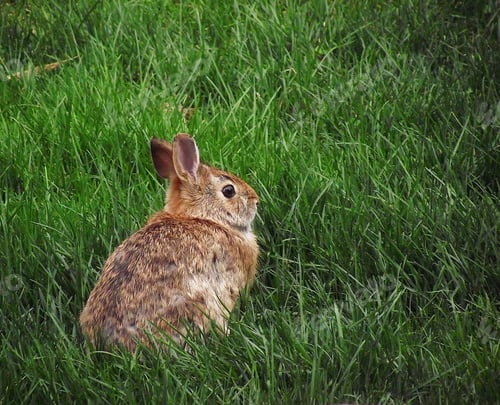 Preview: Bunny sitting in a green grass with copy space