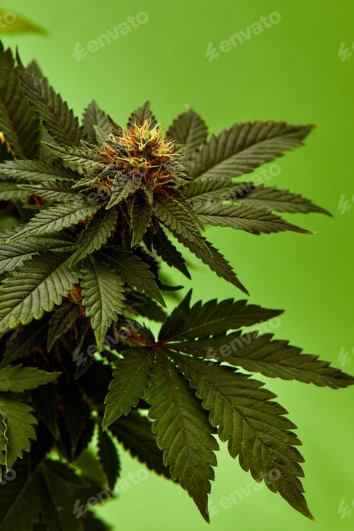 Preview: plant sativa cannabis beautiful background of the theme of legalization and medical hemp in the
