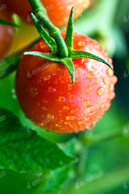 Preview: dewy tomatoes