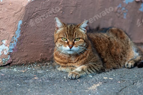 Preview: cat lies by the wall on asphalt sidewalk on the street