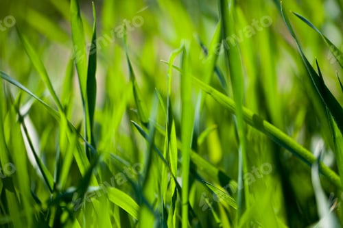 Preview: Field of green grass