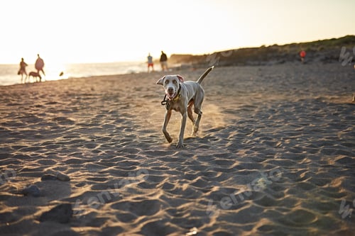 Preview: Funny dog on beach