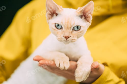 Preview: Obedient Devon Rex Cat With Cream Fur Color Sitting On Hands. Curious Playful Funny Cute Beautiful