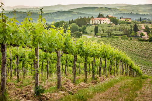 Preview: Field of vines in the countryside of Tuscany
