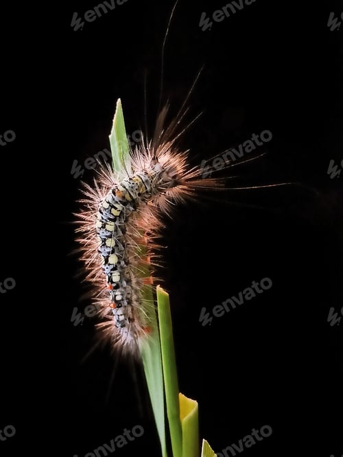 Preview: Caterpillar