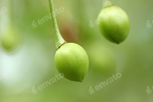 Preview: Branch with green plums
