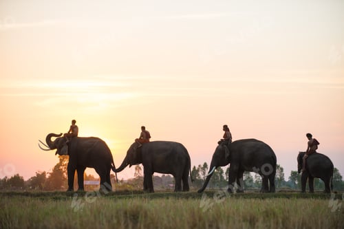 Preview: Elephant at sunrise in Thailand