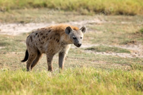 Preview: Spotted Hyena (Crocuta crocuta) in the park