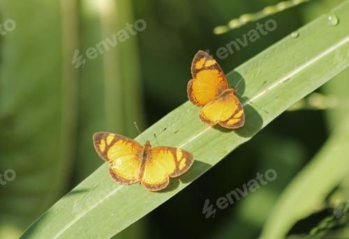 Preview: Orange butterflies