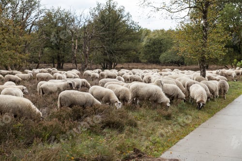 Preview: flock of sheep grazing on the veluwe