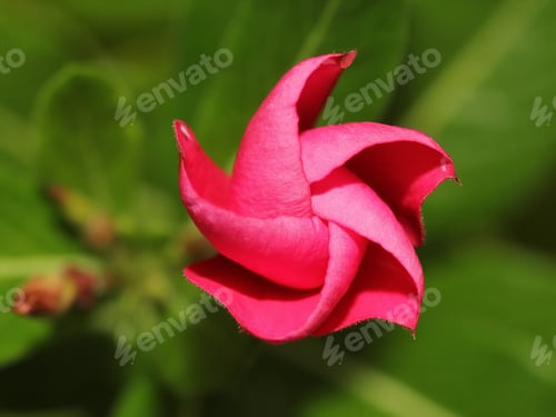 Preview: Periwinkle Flower Bud - Close Up Photograph Looking Down On A Pink Periwinkle Flower Bud. Selective
