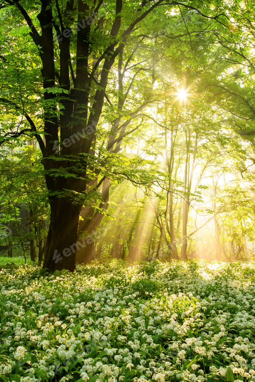Preview: Field of blooming ramsons under a tree illuminated by sunbeams