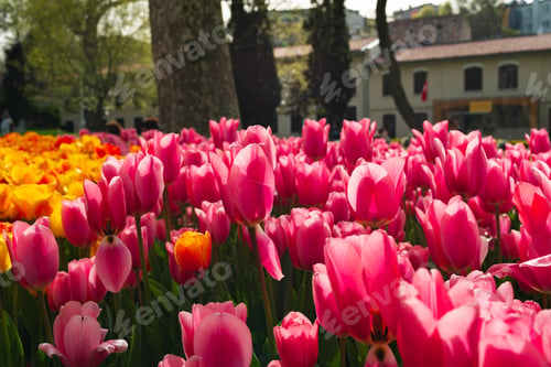 Preview: Pink tulips flowers blooming in beautiful garden
