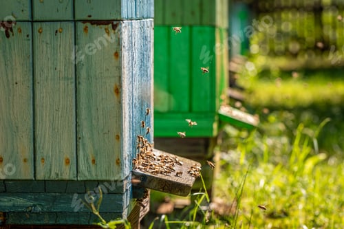 Preview: Closeup of handmade apiary in the summer garden