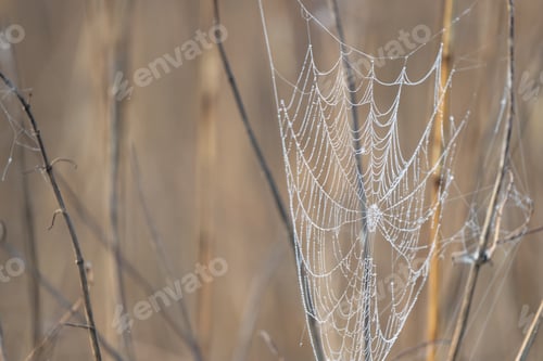Preview: Spiderweb In Autumn Grass