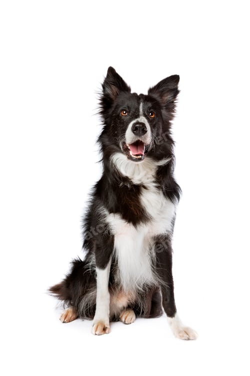 Preview: dog