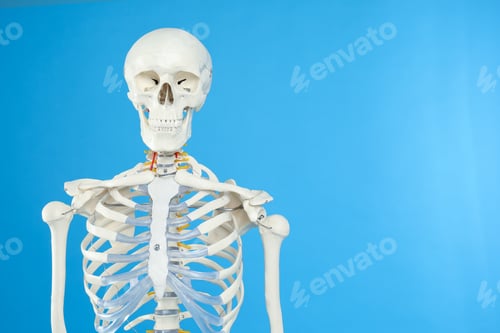 Preview: Artificial human skeleton model on blue background. Space for text